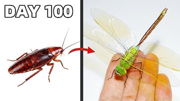 The Best Insect Pet - Dragonfly