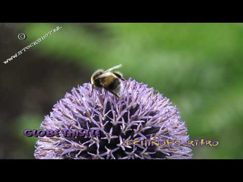 Βίντεο: Growing Globe Thistle Flowers - Πληροφορίες για το Globe Thistle Echinops