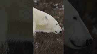😳❄️ Секрет коренных народов Севера: печень, которую нельзя есть