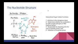 GN 311 Mini Exam 3 -Burke Sullivan