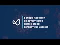 Scripps Research discovery could enable broad coronavirus vaccine