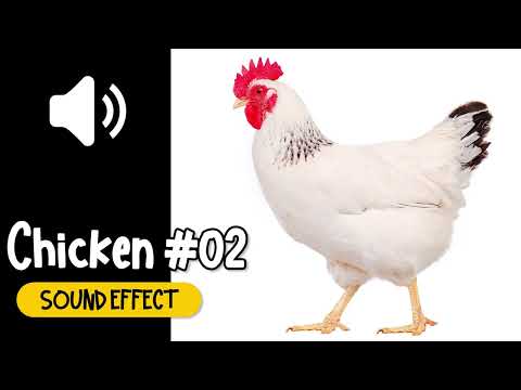 Chicken #02 Sound Effect | 鸡鸣 #02 鸡啼 鸡叫 公鸡 音效 (High Quality)