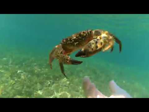 Video: „Chobotnice“na Křižovatce