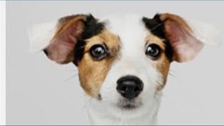 Kgw Pet Of The Day. Meet Koda, Georgiana And Koba