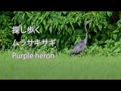 【探し歩く】ムラサキサギ Purple heron