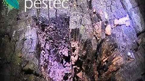 Damage to a fence by termites in Sydney (Cobbity)