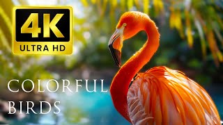 Beautiful Flamingos  4K UHD 60FPS Video  Flamingo Bird Collection With Relaxing Music
