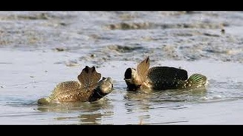 Cá thòi lòi ăn rồi còn nhớ mãi!