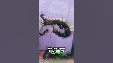 Centipede vs  Ants  Epic Battle in an Ant Farm!