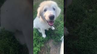 Like my Hair dew?  #puppy #dogs #animals #shorts