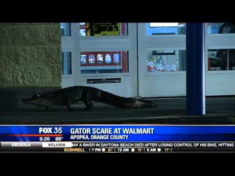 Alligator Draws A Crowd As It Hangs Out At Apopka Walmart in Florida - VIDEO