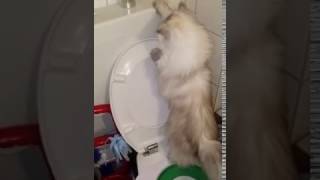 Кошка смывает за собой в туалете /cat uses toilet and flushes the water/ Кошка смывает за собой в туалете /cat uses toilet and flushes the water/