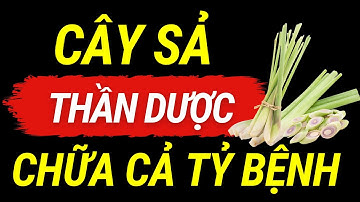Bất Ngờ Trước 9 Lợi Ích Từ CÂY SẢ Đối Với Sức Khỏe! Chữa được 2 bệnh Thần Kinh thường gặp nhất
