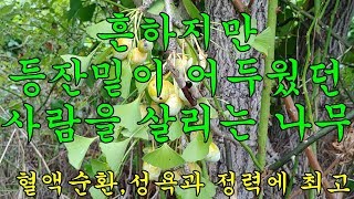 막힌 혈관을 뚫고! 감퇴한 성욕과 정력을 20대로 만드는 최고의 혈액개선제!!!