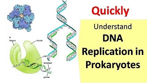 DNA Replication in Prokaryotes