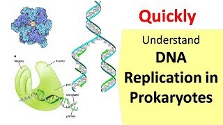 DNA Replication in Prokaryotes