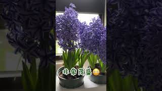 好市多盆栽開箱✨風信子? 好市多開箱 好市多盆栽 風信子 開花 hyacinth shorts costco