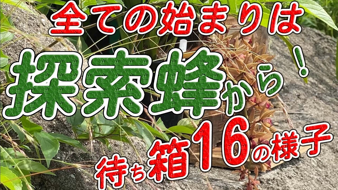 【ニホンミツバチ 待箱に探索蜂来たる16例】すべての始まりはここから