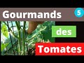 Gourmands des Tomates - Enlever les Gourmands ,comment et Pourquoi ? (Etape N°5)