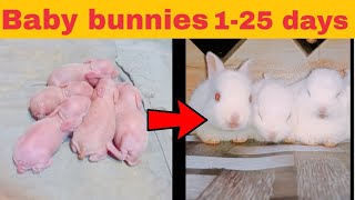 Baby bunnies growing  up 1 to 25 days!