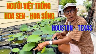 Một Người Việt Trồng Hoa Sen Hoa Súng Ở Houston Texas