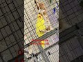 Estou aprendendo falar