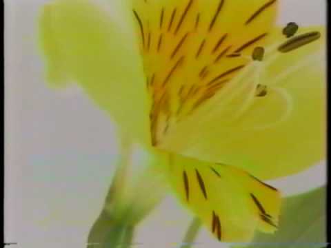 京セラ Crescent Vert いろんな花 1999