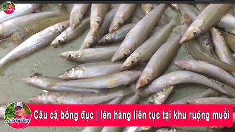 Câu cá bống đục | lên hàng liên tục tại khu ruộng muối/ goby fishing | Thanh Phúc Vlogs