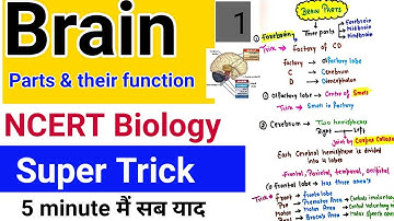 Brain parts & their functions - Super trick || NEET, CBSE Board