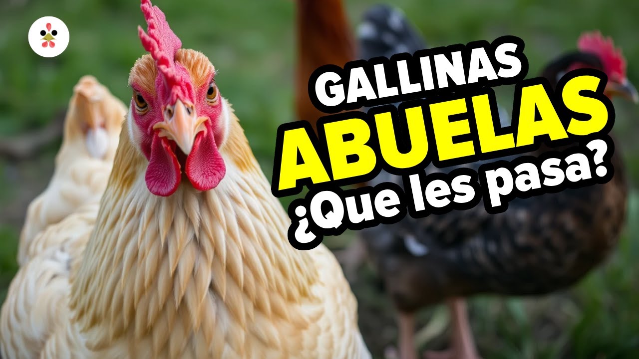 ¿Qué les sucede a las gallinas después de cumplir los 2 años? ¡REVELADO!