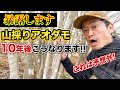 【暴露します】絶対に知っておいてほしい、10年後、山採りアオダモをお庭に植えたらどうなるのか
