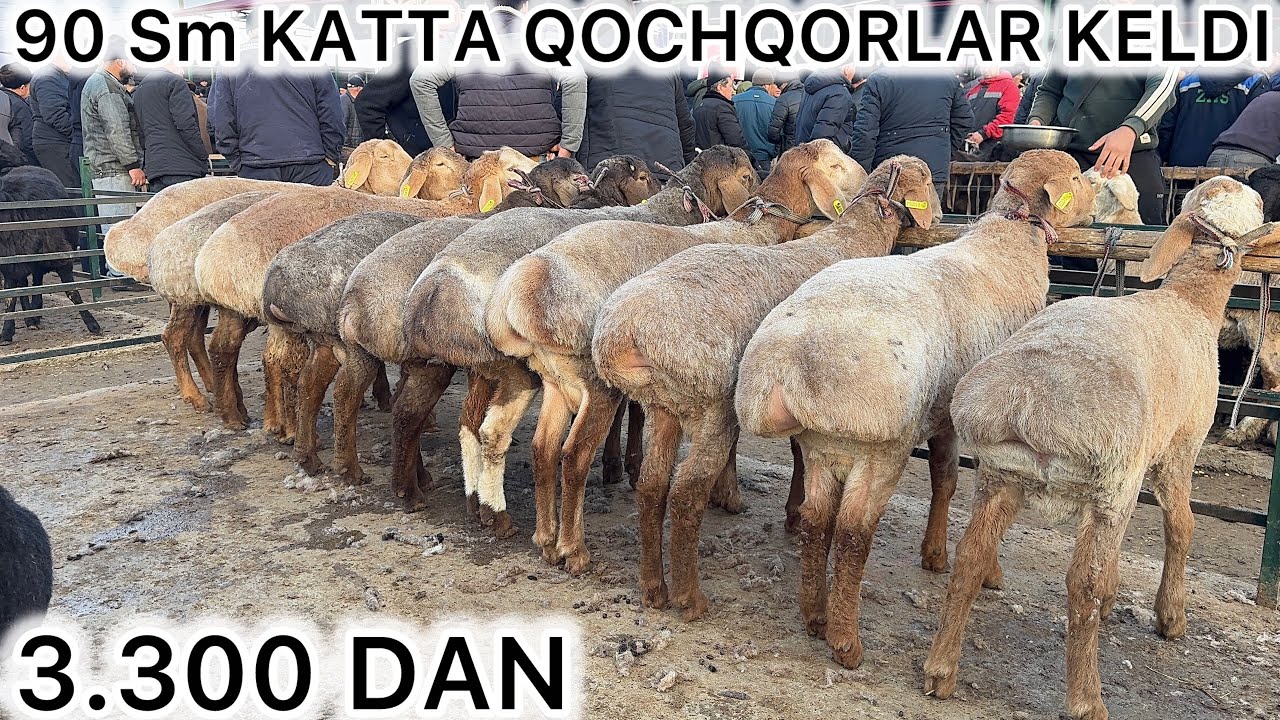 “3.300 DAN SHOK 😱 90 SM DAHSHAT QO‘CHQORLAR KELDI”