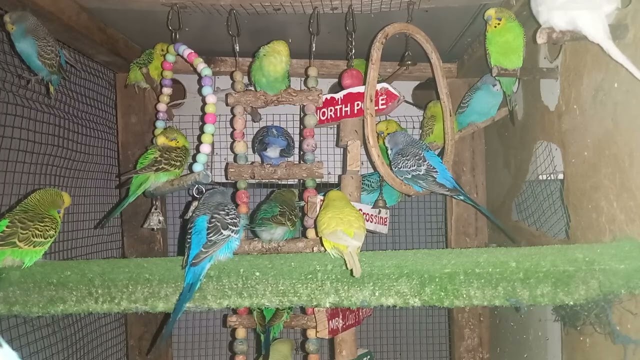 “Budgie Morning Routine – Live from the Aviary 🕊️”