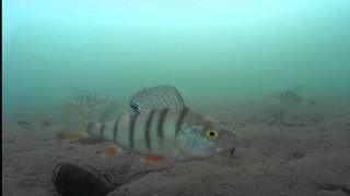 Рыбалка Братское водохранилище. Окунь позирует на камеру. Подводное видео. 15.04.16г.