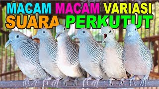 Macam Variasi Suara Perkutut Lokal Gacor indokutut