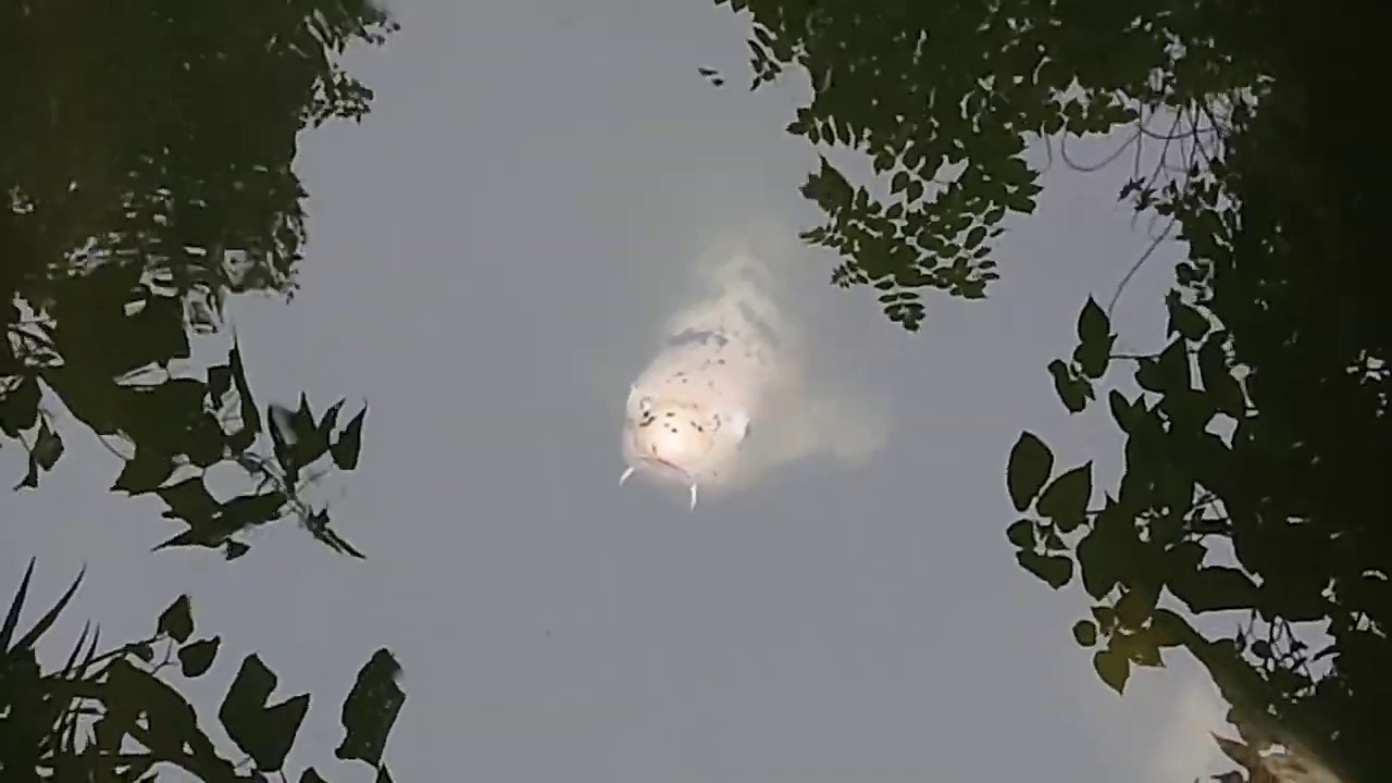 The Alamo koi fish - YouTube