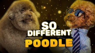 Poodles - Diverse Personalities in One Breed | Characteristics by Paws & Plays 79 views 5 months ago 7 minutes, 3 seconds
