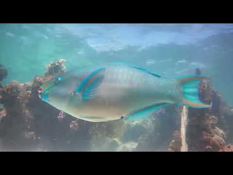 Stream of the day from Barbuda on 25 September - video from Stream Ocean