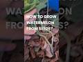 How to Grow Watermelon from Seeds #shorts #gardening #terracegarden #plants #watermelon #viral