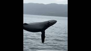 Whale watching while we wait #alaska #nature #alaskawildlife