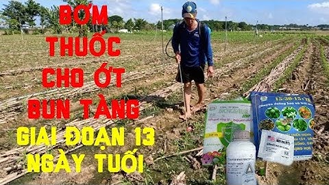 PHUN THUỐC CHO ỚT TRỒNG ĐƯỢC 13 NGÀY TUỔI
