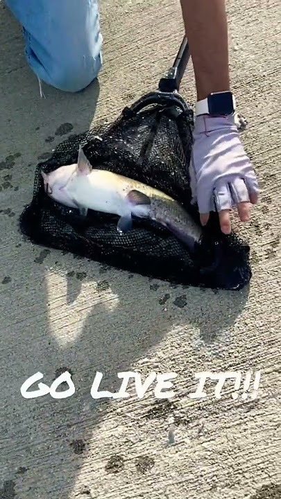 CATFISH “Almost Bite My Finger! #shorts