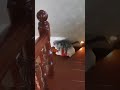 #cutecatoftiktok #cutekitten #cutepetsoftiktok #foryou #cat... #Shorts #catonline520