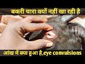 दस्त के बाद बकरी चारा क्यों छोड़ देती है | What is the common cause of diarrhea in goats? #goatfarm