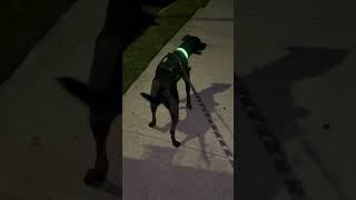 Life With A Labrabull Ravens Night Walk Part 2