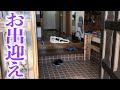 玄関あけたらすぐ愛猫【おまけ付き】
