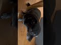 Where are my treats?