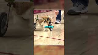 This disabled corgi proved everyone wrong #corgi #heartwarming