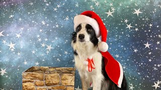 Christmas Dog Tricks - Saving Christmas - Rory the Quirky Border Collie