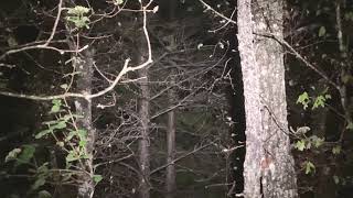 Download Lagu Genetta MP3